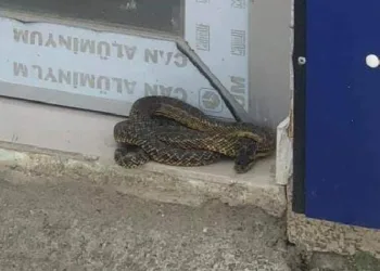 İş yeri önündeki 2 metrelik yılanı belediye ekibi yakaladı