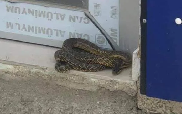 İş yeri önündeki 2 metrelik yılanı belediye ekibi yakaladı