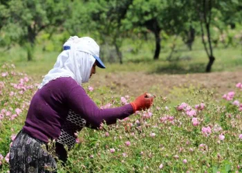 Isparta’da gül sezonu salgın nedeniyle buruk geçiyor