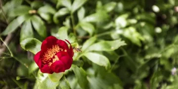 Bu çiçeği koparmanın cezası 60 bin TL