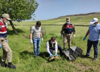 Jandarma nesli tükenmekte olan ‘Fırat kaplumbağası’ buldu
