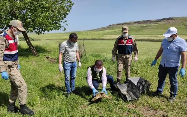 Jandarma nesli tükenmekte olan ‘Fırat kaplumbağası’ buldu
