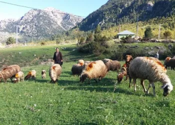 Kahramanmaraşta Çobanlar Sürüleri̇yle Yaylaya Çıktı