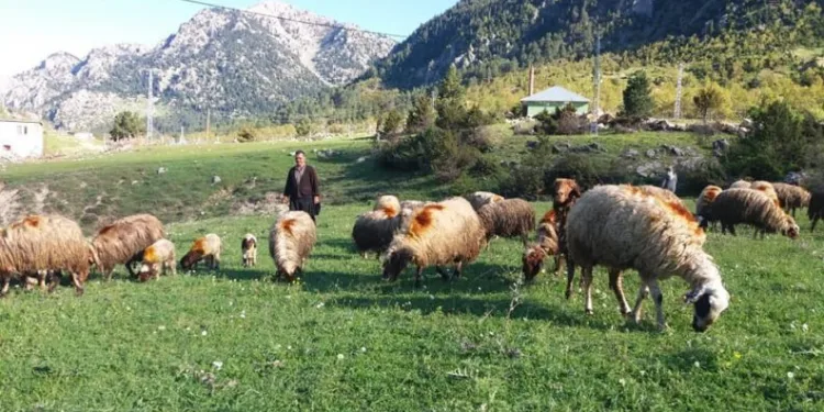 Kahramanmaraşta Çobanlar Sürüleri̇yle Yaylaya Çıktı