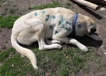 Köpeği av tüfeğiyle vurdular! Vücudundan 25 saçma çıktı