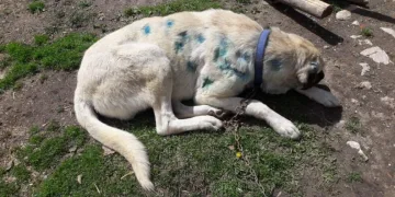 Köpeği av tüfeğiyle vurdular! Vücudundan 25 saçma çıktı
