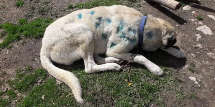 Köpeği av tüfeğiyle vurdular! Vücudundan 25 saçma çıktı