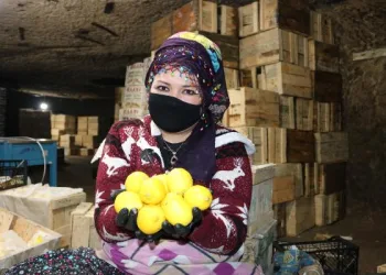 Kayadan oyma soğuk hava depolarında 90 bin ton limon stoklandı