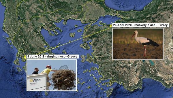 Kayıp leylek 'Zoi', 2 yıl sonra Bursa'da ortaya çıktı