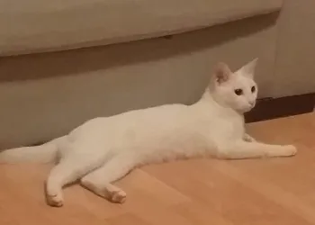 Kedi̇si̇ne Zulmeden Şahsa 950 Li̇ra Para Cezası