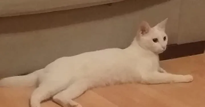 Kedi̇si̇ne Zulmeden Şahsa 950 Li̇ra Para Cezası