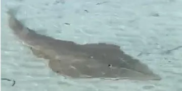 Kemane balığı Çeşme sahilinde görüldü 