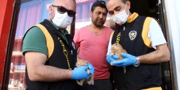 Kıraathanede mahsur kalan kedi ve 2 yavrusu kurtarıldı