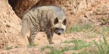 Kırmızı listede yer alan çizgili sırtlan Adıyaman’da görüntülendi