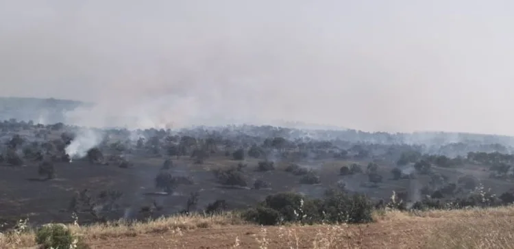 KKTC’de yangın 3 farklı bölgede devam ediyor