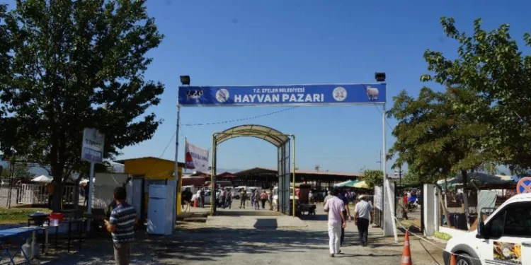 Kovi̇d-19 Tedbi̇rleri̇ Kapsamında Çeştepe, Nazi̇lli̇ Ve Çi̇ne Hayvan Pazarları Açıldı
