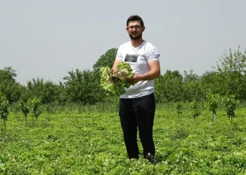Bursa’da yasak köylünün marullarını çürüttü