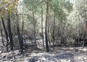 Kozan’daki̇ orman yangını 5 saatte söndürüldü