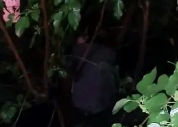 Bursa’da kumar oynarken yakalandı, saklanmak için ağaca çıktı!