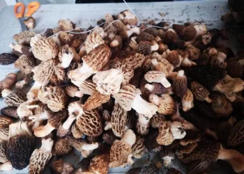 Bu mantarın kilosu 800 lira!