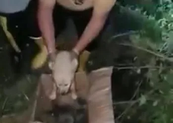 Kuyuya düşen yavru köpekleri mahalleli kurtardı