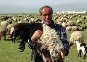 Kuzuların Anneleri̇yle Renkli̇ Buluşması