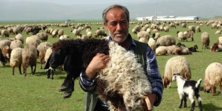 Kuzuların Anneleri̇yle Renkli̇ Buluşması