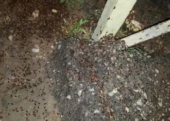 Lübnanı Çeki̇rgeler Ve Hamam Böcekleri̇ Bastı