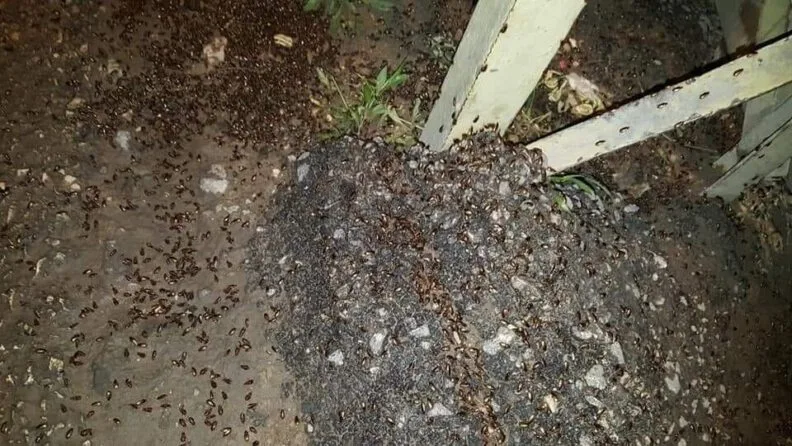 Lübnanı Çeki̇rgeler Ve Hamam Böcekleri̇ Bastı