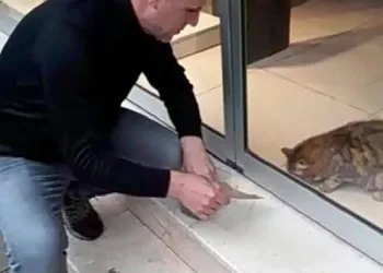 Mağazada mahsur kalan kediyi kapının altından besledi
