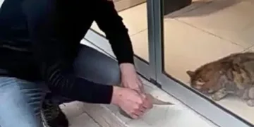 Mağazada mahsur kalan kediyi kapının altından besledi