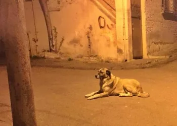 Mahallelinin maskotu ‘Alaş’ adlı köpeği, bıçaklayarak öldürdü