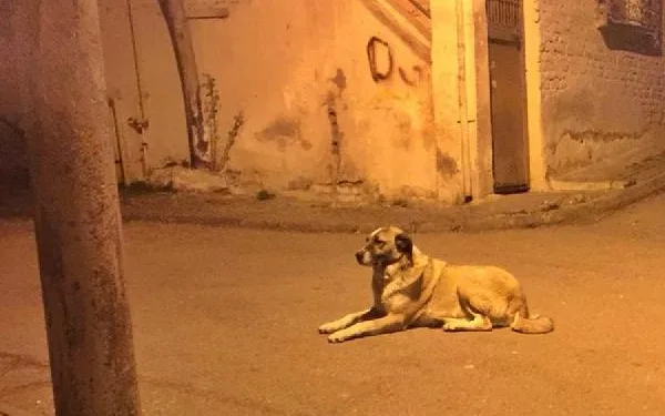 Mahallelinin maskotu ‘Alaş’ adlı köpeği, bıçaklayarak öldürdü