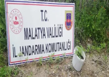 Malatya’da 750 kök kenevir ele geçirildi