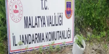 Malatya’da 750 kök kenevir ele geçirildi