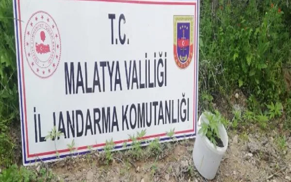 Malatya’da 750 kök kenevir ele geçirildi