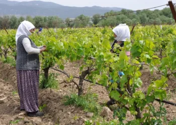 Manisa’da tarımsal üretim kesintisiz devam ediyor
