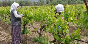 Manisa’da tarımsal üretim kesintisiz devam ediyor