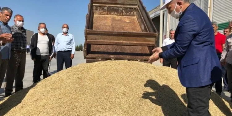 Mardi̇n’de sezonun ilk arpa hasadı yapıldı