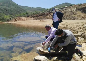 Niğde’de 9 baraja 45 bin 350 yavru sazan balığı bırakıldı