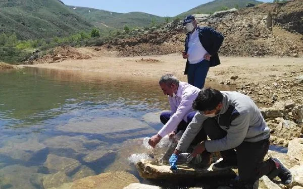 Niğde’de 9 baraja 45 bin 350 yavru sazan balığı bırakıldı
