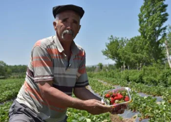 Niğde’de organik çilek hasadı sürüyor