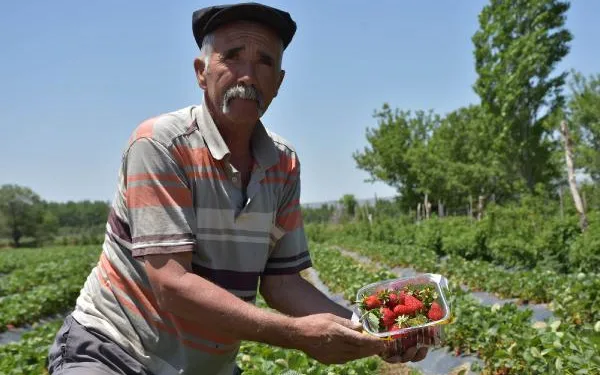 Niğde’de organik çilek hasadı sürüyor