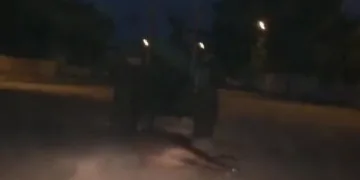 Ölü atı traktöre bağlayıp, sürükledi