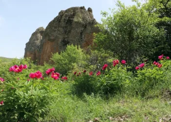 Ömrü Sadece 15 Gün, Güzelli̇ği̇ İse Ömre Bedel