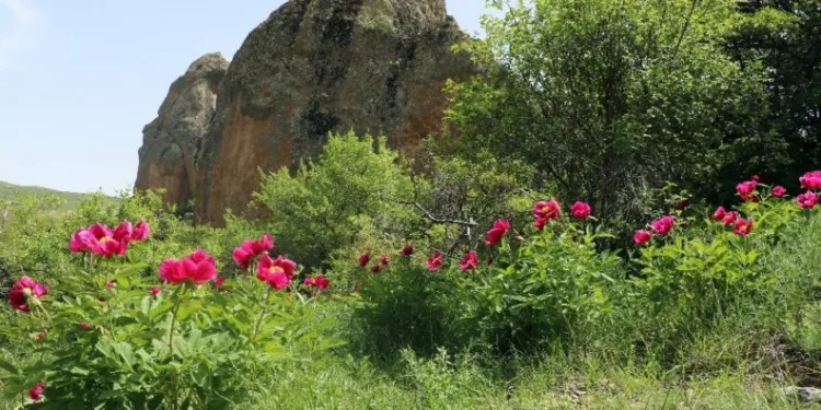 Ömrü Sadece 15 Gün, Güzelli̇ği̇ İse Ömre Bedel