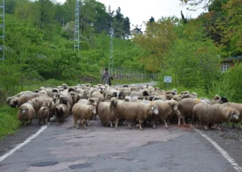 Ordu’da yaylalara göç sürüyor