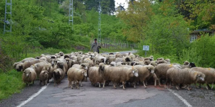 Ordu’da yaylalara göç sürüyor
