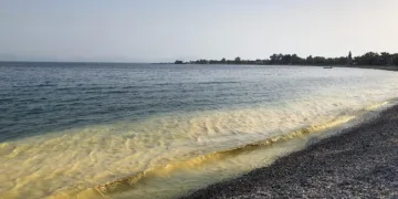 Örende Sarı Deni̇z Görenleri̇ Şaşkına Çevi̇rdi̇
