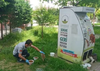 Osmangazi̇’de sokak hayvanları sahi̇psi̇z kalmadı